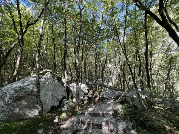 Boka dere kanyonunun (Bovec, Slovenya) Alp yamaçlarında karışık yaprak döken orman - Laubmischwald an den alpinen Haengen der Boka Bach - Mesani listopadni gozd na alpskih pobocjih potoka Boka