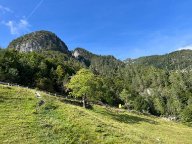 Julian Alpleri 'ndeki Loska Koritnica Alp Vadisi' nde karışık orman, Log pod Mangartom (Triglav Ulusal Parkı, Slovenya) - Mischwald im Talbereich der Julischen Alpen (Triglav-Nationalpark, Slowenien)