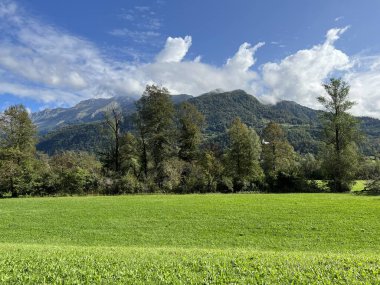 Soca Nehri Vadisi, Bovec (Slovenya) - Alpenmischwald im Soca-Flusstal, Bovec (Slowenien) - Mesani alpski gozd v dolini reke Soce, Bovec (Slovenija)