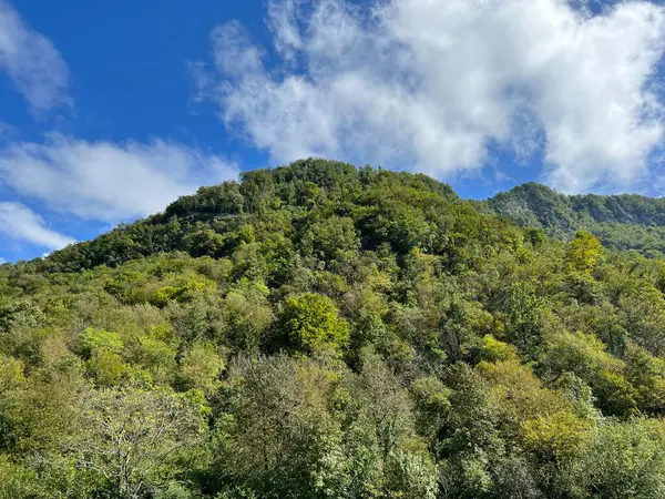 Soca Nehri Vadisi, Bovec (Slovenya) - Alpenmischwald im Soca-Flusstal, Bovec (Slowenien) - Mesani alpski gozd v dolini reke Soce, Bovec (Slovenija)