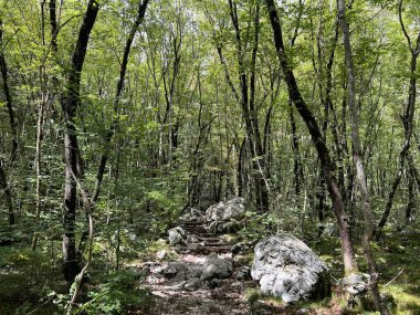 Boka dere kanyonunun (Bovec, Slovenya) alp yamaçlarında karışık yaprak döken ormanlar - Laubmischwald an den alpinen Haengen der Boka Bach (Bovec, Slowenien) - Mesani listopadni gozd na alpskih pobocjih kanjona potoka Boka (Bovec, Slovenija)