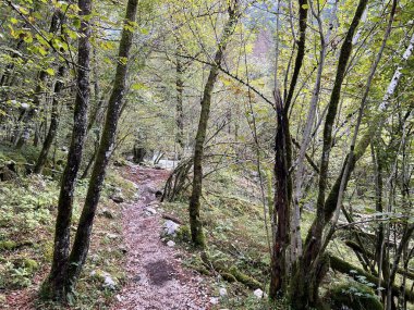 Sunik 'in su koruluğu, Bovec (Triglav Ulusal Parkı, Slovenya) - Wanderwege entlang des Baches Lepenca im Bereich des Wasserhains von Sunik, Bovec (Triglav-Nationalpark, Slowenien))