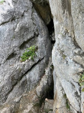 Soca Nehri 'nin karst kaynağı Trenta (Triglav Ulusal Parkı, Slovenya) - Die Karstquelle des Flusses Soca, Trenta (Triglav-Nationalpark, Slowenien) - Kraski izvir reke Soce, Trenta (Triglavski narodni parkı, Slovenya))