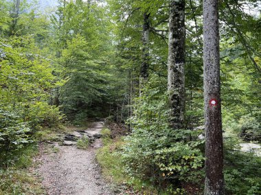 Zadnja Trenta 'daki Suhi Potok, Bovec (Triglav Ulusal Parkı, Slovenya) - Zadnja Trenta' daki Wanderwege entlang des Baches Suhi Potok (Triglav-Nationalpark, Slowenien) - Pohodniske poti ob Suhem potoku v Zadnji Trenti, Slovenya