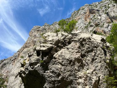 Velika Paklenica kanyonu, Starigrad (Pakistan Ulusal Parkı, Hırvatistan) - Kalksteinfelsen in der Schlucht Velika Paklenica, Starigrad (Nationalpark Paklenica, Kroatien) - Vapnenacke stijene u Velikoj Paklenici, Starigrad (Hrvatska))