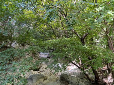 Velika Paklenica 'nın kurumuş nehir yatağı, Starigrad (Pakistan Ulusal Parkı, Hırvatistan) - Ausgetrocknett des Wildbachs Velika Paklenica, Starigrad (Nationalpark Paklenica, Kroatien) - Suho korito bujicnog potoka Paklenica, Hrvatska