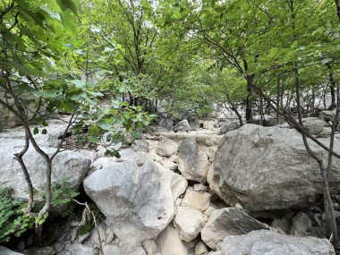 Velika Paklenica 'nın kurumuş nehir yatağı, Starigrad (Pakistan Ulusal Parkı, Hırvatistan) - Ausgetrocknett des Wildbachs Velika Paklenica, Starigrad (Nationalpark Paklenica, Kroatien) - Suho korito bujicnog potoka Paklenica, Hrvatska