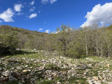 Mala Paklenica Kanyonu, Seline (Paklenica Ulusal Parkı, Hırvatistan) - Mischwald an den Hngen der Schlucht Mala Paklenica, Seline (Nationalpark Paklenica, Kroatien) - Mjesovita suma na obroncima kanjona Erkek Paklenice