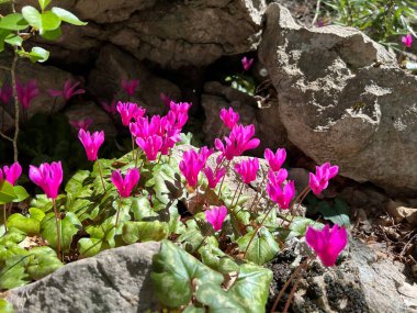 The purple cyclamen (Cyclamen purpurascens Mill.), Cyclamen d'Europe, Europaeisches Alpenveilchen (Europaeisches Alpenveilchen) oder Sommer-Alpenveilche, Divlja ili sumska ciklama or sumska skrizalina clipart