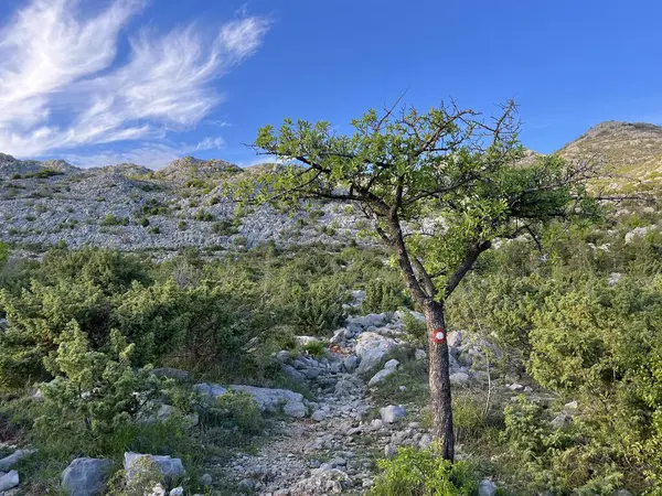 Velebit ve Pakistan Ulusal Parkı 'nda (Starigrad, Hırvatistan) dağcılık yolları - Bergsteigerwege auf dem Velebit und im Nationalpark Paklenica (Starigrad, Kroatien) - Planinarske staze na Velebitu u u nacionalnom parku Paklenica (Hrvatska)