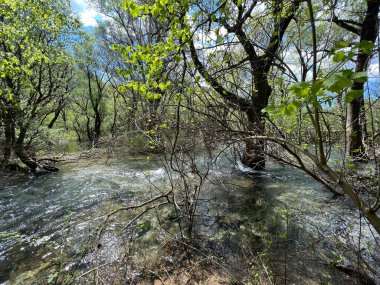 Zrmanja Nehri 'nin üst tabakası ve kaynağından hemen sonra (Velebit Doğa Parkı, Hırvatistan) - der Oberlauf des Flusses Zrmanja und unmittelbar nach der Quelle (Naturpark Velebit, Kroatien) - Gornji tok rijeke Zrmanje nakon izvora (Hrvatska)