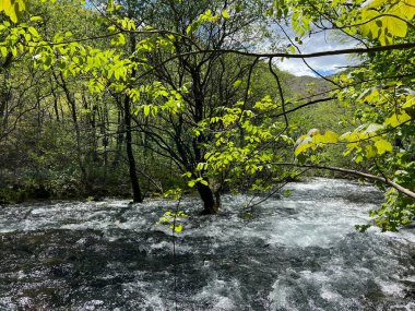 Zrmanja Nehri 'nin üst tabakası ve kaynağından hemen sonra (Velebit Doğa Parkı, Hırvatistan) - der Oberlauf des Flusses Zrmanja und unmittelbar nach der Quelle (Naturpark Velebit, Kroatien) - Gornji tok rijeke Zrmanje nakon izvora (Hrvatska)