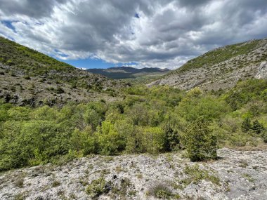 Zrmanja Nehri 'nin (Velebit Doğa Parkı, Hırvatistan) kaynak vadisinde incelenen orman ve bitki örtüsü - Prorijedjena suma i vejacija u dolini izvora rijeke Zrmanje (Park Velebit, Hrvatska)