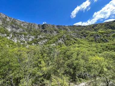 Zrmanja Nehri 'nin (Velebit Doğa Parkı, Hırvatistan) kaynak vadisinde incelenen orman ve bitki örtüsü - Prorijedjena suma i vejacija u dolini izvora rijeke Zrmanje (Park Velebit, Hrvatska)