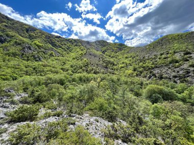 Zrmanja Nehri 'nin (Velebit Doğa Parkı, Hırvatistan) kaynak vadisinde incelenen orman ve bitki örtüsü - Prorijedjena suma i vejacija u dolini izvora rijeke Zrmanje (Park Velebit, Hrvatska)