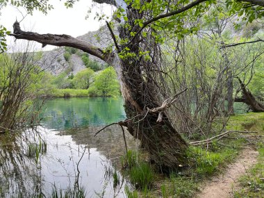 Krupa Nehri, Zrmanja 'nın sağ kolu (Velebit Doğa Parkı, Hırvatistan) - Fluss Krupa, rechter Nebenfluss der Zrmanja (Naturpark Velebit, Kroatien) - Rijeka Krupa, desna pritoka Zrmanje, Golubiç (Park prirode Velebit, Hrvatska, Hrvatska)