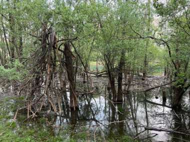 Krupa Nehri, Zrmanja 'nın sağ kolu (Velebit Doğa Parkı, Hırvatistan) - Fluss Krupa, rechter Nebenfluss der Zrmanja (Naturpark Velebit, Kroatien) - Rijeka Krupa, desna pritoka Zrmanje, Golubiç (Park prirode Velebit, Hrvatska, Hrvatska)