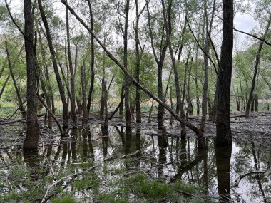 Krupa Nehri, Zrmanja 'nın sağ kolu (Velebit Doğa Parkı, Hırvatistan) - Fluss Krupa, rechter Nebenfluss der Zrmanja (Naturpark Velebit, Kroatien) - Rijeka Krupa, desna pritoka Zrmanje, Golubiç (Park prirode Velebit, Hrvatska, Hrvatska)