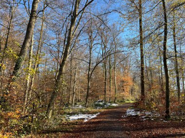 Katzensee Gölü (Katzensee Gölü), Regensdorf - Zürih Kantonu (Zuerich), İsviçre (Schweiz)