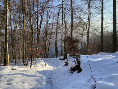 Walen Gölü veya Walenstadt Gölü (Walensee) üzerinde ve İsviçre Alpleri 'nin taze dağlık kar örtüsünde Walenstadtberg - İsviçre' nin St. Gallen Kantonu (Schweiz)