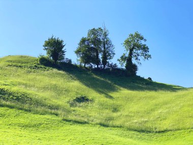 Lungernsee Gölü kıyısındaki Alp çayır otlakları - İsviçre 'nin Obwald Kantonu (Almwiesen entlang des Naturstausee Lungererses - Kanton Obwald, Schweiz)