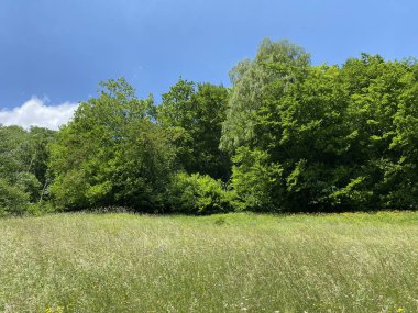 Lungernsee Gölü kıyısındaki Alp çayır otlakları - İsviçre 'nin Obwald Kantonu (Almwiesen entlang des Naturstausee Lungererses - Kanton Obwald, Schweiz)
