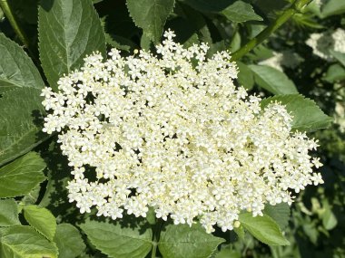 Elderberry (Sambucus nigra), Black older, European older, European black elderberry, der Schwarze Holunder, Schwarzer Flieder, Fliederbeeren, Bazga ili Zova