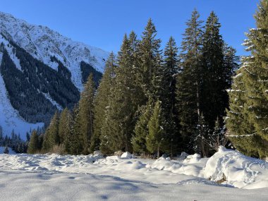 İsviçre Alplerinde tipik bir kış atmosferindeki alp ağaçlarının resimli gölgeleri ve turizm beldesi Klosters - Kanton of Grisons, İsviçre (Kanton Graubuenden, Schweiz)