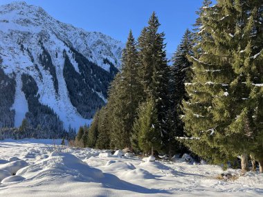 İsviçre Alplerinde tipik bir kış atmosferindeki alp ağaçlarının resimli gölgeleri ve turizm beldesi Klosters - Kanton of Grisons, İsviçre (Kanton Graubuenden, Schweiz)