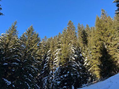 İsviçre Alplerinde tipik bir kış atmosferindeki alp ağaçlarının resimli gölgeleri ve turizm beldesi Klosters - Kanton of Grisons, İsviçre (Kanton Graubuenden, Schweiz)