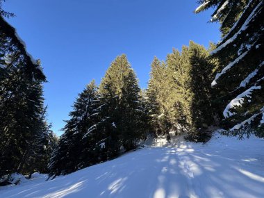 İsviçre Alplerinde tipik bir kış atmosferindeki alp ağaçlarının resimli gölgeleri ve turizm beldesi Klosters - Kanton of Grisons, İsviçre (Kanton Graubuenden, Schweiz)