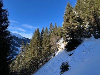 İsviçre Alplerinde tipik bir kış atmosferindeki alp ağaçlarının resimli gölgeleri ve turizm beldesi Klosters - Kanton of Grisons, İsviçre (Kanton Graubuenden, Schweiz)