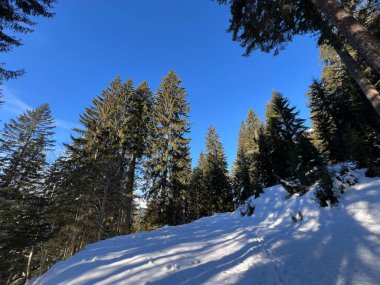 İsviçre Alplerinde tipik bir kış atmosferindeki alp ağaçlarının resimli gölgeleri ve turizm beldesi Klosters - Kanton of Grisons, İsviçre (Kanton Graubuenden, Schweiz)