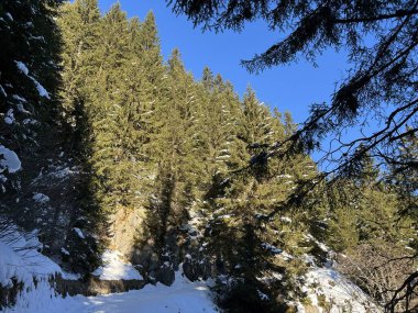 İsviçre Alplerinde tipik bir kış atmosferindeki alp ağaçlarının resimli gölgeleri ve turizm beldesi Klosters - Kanton of Grisons, İsviçre (Kanton Graubuenden, Schweiz)