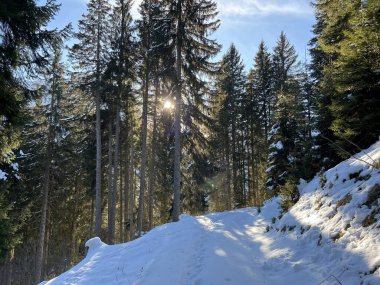 İsviçre Alplerinde tipik bir kış atmosferindeki alp ağaçlarının resimli gölgeleri ve turizm beldesi Klosters - Kanton of Grisons, İsviçre (Kanton Graubuenden, Schweiz)