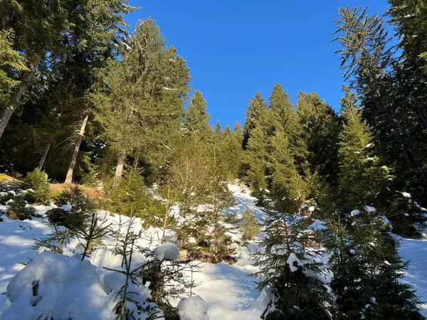 İsviçre Alplerinde tipik bir kış atmosferindeki alp ağaçlarının resimli gölgeleri ve turizm beldesi Klosters - Kanton of Grisons, İsviçre (Kanton Graubuenden, Schweiz)