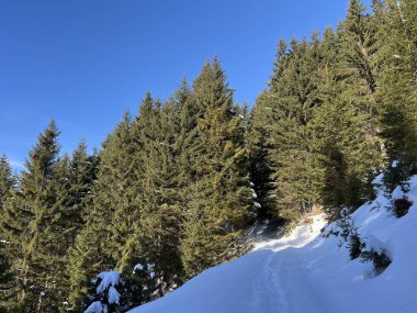 İsviçre Alplerinde tipik bir kış atmosferindeki alp ağaçlarının resimli gölgeleri ve turizm beldesi Klosters - Kanton of Grisons, İsviçre (Kanton Graubuenden, Schweiz)