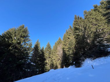 İsviçre Alplerinde tipik bir kış atmosferindeki alp ağaçlarının resimli gölgeleri ve turizm beldesi Klosters - Kanton of Grisons, İsviçre (Kanton Graubuenden, Schweiz)