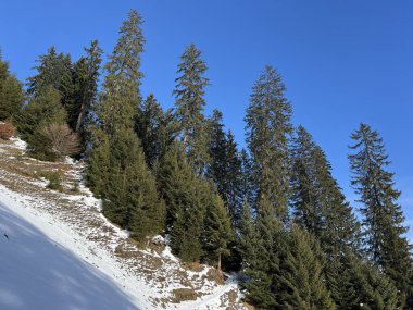 İsviçre Alplerinde tipik bir kış atmosferindeki alp ağaçlarının resimli gölgeleri ve turizm beldesi Klosters - Kanton of Grisons, İsviçre (Kanton Graubuenden, Schweiz)