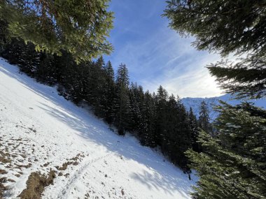İsviçre Alplerinde tipik bir kış atmosferindeki alp ağaçlarının resimli gölgeleri ve turizm beldesi Klosters - Kanton of Grisons, İsviçre (Kanton Graubuenden, Schweiz)