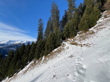 İsviçre Alplerinde tipik bir kış atmosferindeki alp ağaçlarının resimli gölgeleri ve turizm beldesi Klosters - Kanton of Grisons, İsviçre (Kanton Graubuenden, Schweiz)