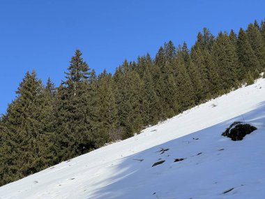 İsviçre Alplerinde tipik bir kış atmosferindeki alp ağaçlarının resimli gölgeleri ve turizm beldesi Klosters - Kanton of Grisons, İsviçre (Kanton Graubuenden, Schweiz)