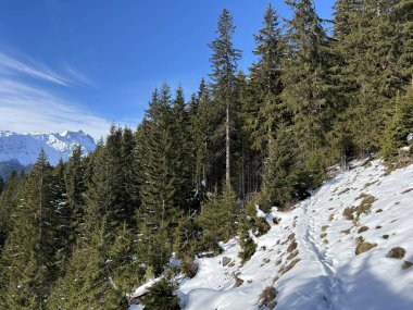 İsviçre Alplerinde tipik bir kış atmosferindeki alp ağaçlarının resimli gölgeleri ve turizm beldesi Klosters - Kanton of Grisons, İsviçre (Kanton Graubuenden, Schweiz)