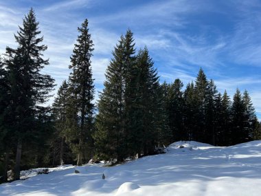 İsviçre Alplerinde tipik bir kış atmosferindeki alp ağaçlarının resimli gölgeleri ve turizm beldesi Klosters - Kanton of Grisons, İsviçre (Kanton Graubuenden, Schweiz)