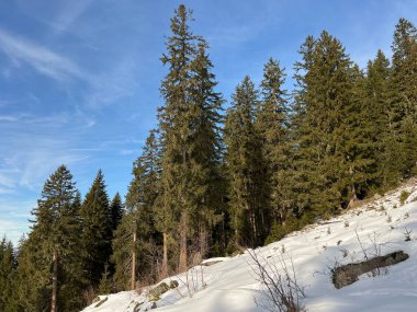 İsviçre Alplerinde tipik bir kış atmosferindeki alp ağaçlarının resimli gölgeleri ve turizm beldesi Klosters - Kanton of Grisons, İsviçre (Kanton Graubuenden, Schweiz)