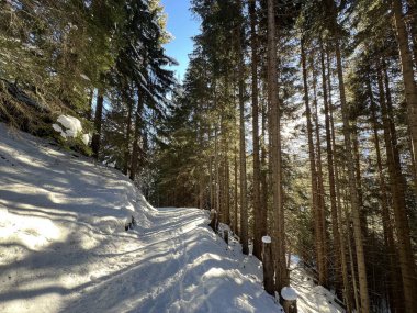 Alp ormanları tipik bir kış ortamında ve İsviçre Alp Dağları 'nda kar altında, Klosters- Kanton of Grisons, İsviçre (Kanton Graubuenden, Schweiz)
