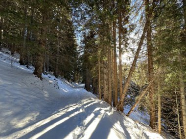 Alp ormanları tipik bir kış ortamında ve İsviçre Alp Dağları 'nda kar altında, Klosters- Kanton of Grisons, İsviçre (Kanton Graubuenden, Schweiz)