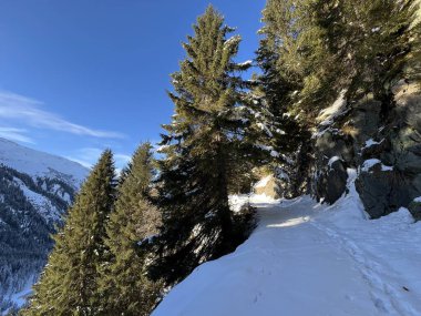 Alp ormanları tipik bir kış ortamında ve İsviçre Alp Dağları 'nda kar altında, Klosters- Kanton of Grisons, İsviçre (Kanton Graubuenden, Schweiz)