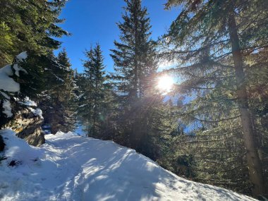 Alp ormanları tipik bir kış ortamında ve İsviçre Alp Dağları 'nda kar altında, Klosters- Kanton of Grisons, İsviçre (Kanton Graubuenden, Schweiz)