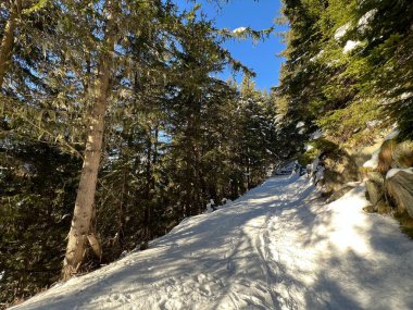 Alp ormanları tipik bir kış ortamında ve İsviçre Alp Dağları 'nda kar altında, Klosters- Kanton of Grisons, İsviçre (Kanton Graubuenden, Schweiz)